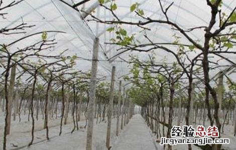 幼龄果树易衰亡的原因及预防措施 果树生长缓慢原因