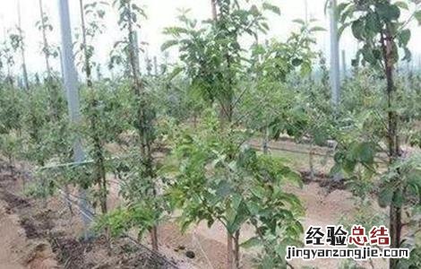 幼龄果树易衰亡的原因及预防措施 果树生长缓慢原因