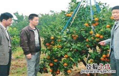 红美人柑橘种植技术 红美人柑橘种植技术要点