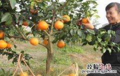 红美人柑橘种植技术 红美人柑橘种植技术要点