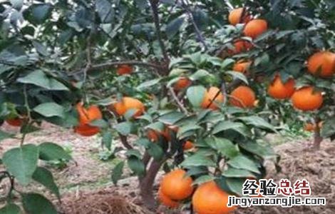 红美人柑橘种植技术 红美人柑橘种植技术要点