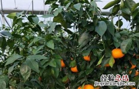 红美人柑橘种植技术 红美人柑橘种植技术要点