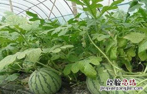 夏季适合种什么水果种子 夏季适合种什么水果