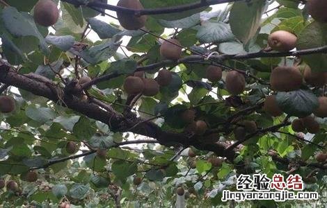 夏季适合种什么水果种子 夏季适合种什么水果