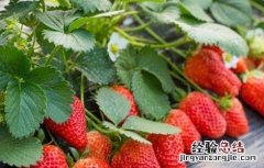 夏季适合种什么水果种子 夏季适合种什么水果