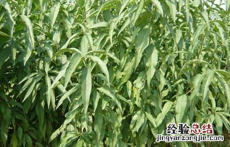 夏季适合种什么水果种子 夏季适合种什么水果