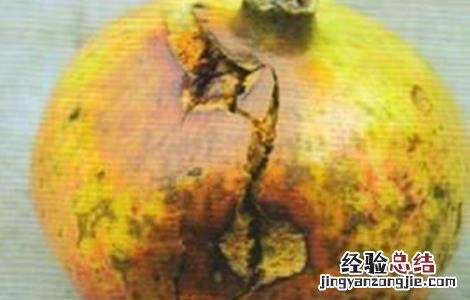 石榴果腐病的防治方法有哪些 石榴果腐病的防治方法