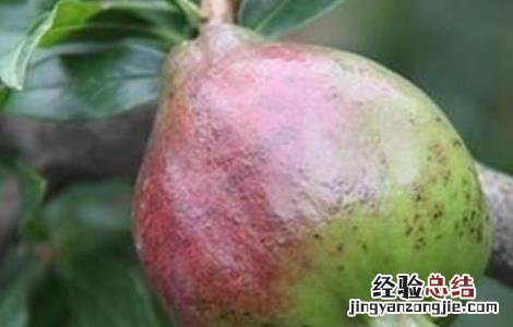 石榴果腐病的防治方法有哪些 石榴果腐病的防治方法