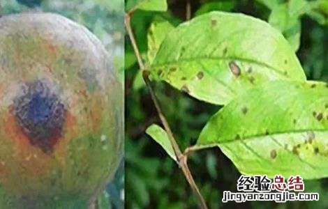 石榴果腐病的防治方法有哪些 石榴果腐病的防治方法