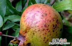 石榴果腐病的防治方法有哪些 石榴果腐病的防治方法
