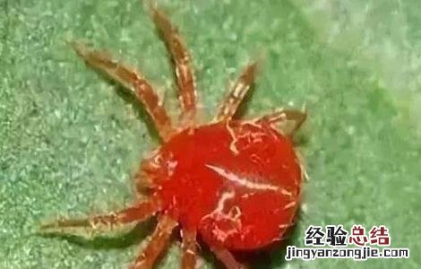 柑橘常见病虫害 椪柑常见病虫害防治