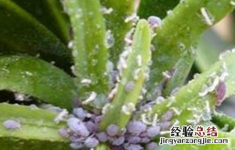 柑橘常见病虫害 椪柑常见病虫害防治