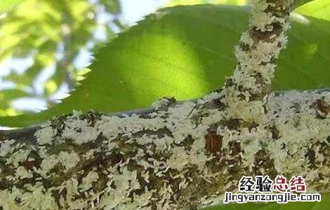 柑橘常见病虫害 椪柑常见病虫害防治