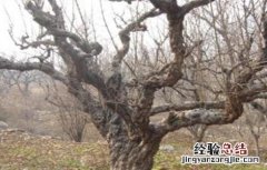 石榴该如何浇水 石榴该如何浇水呢