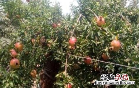 石榴该如何浇水 石榴该如何浇水呢