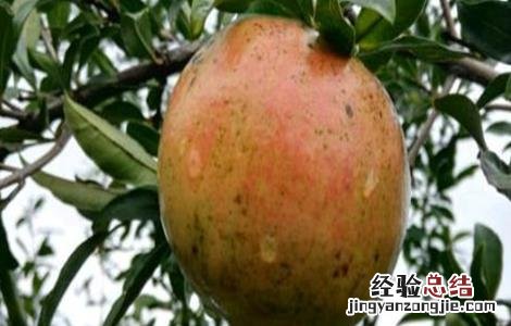 石榴该如何浇水 石榴该如何浇水呢