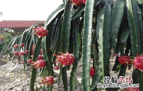 火龙果树的种植方法 火龙果树最新种植方法