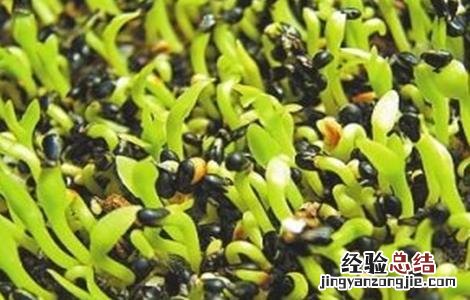 火龙果树的种植方法 火龙果树最新种植方法