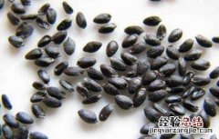 火龙果树的种植方法 火龙果树最新种植方法