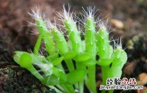火龙果树的种植方法 火龙果树最新种植方法