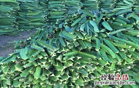 火龙果树的种植方法 火龙果树最新种植方法