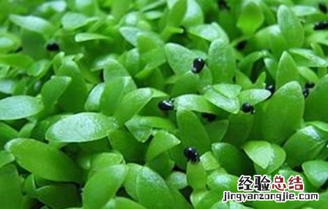 火龙果树的种植方法 火龙果树最新种植方法