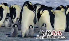 世界上体型最大的企鹅是什么品种 世界上体型最大的企鹅是