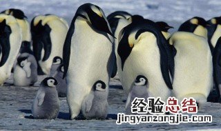 世界上体型最大的企鹅是什么品种 世界上体型最大的企鹅是