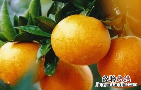 枖柑的种植与管理 椪柑种植的田间管理要点