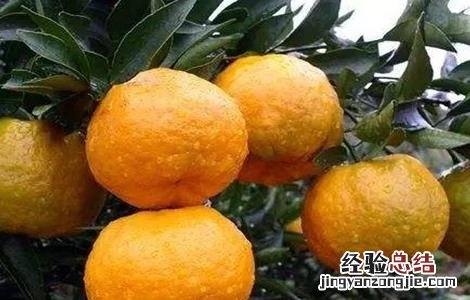 枖柑的种植与管理 椪柑种植的田间管理要点