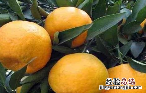 枖柑的种植与管理 椪柑种植的田间管理要点