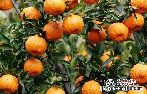 枖柑的种植与管理 椪柑种植的田间管理要点