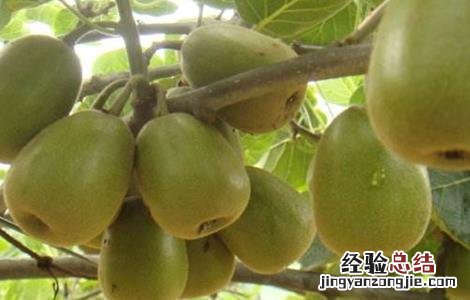 猕猴桃各个阶段管理要点 猕猴桃各个阶段管理要点是什么