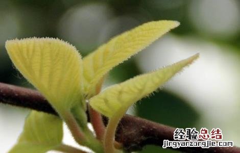 猕猴桃各个阶段管理要点 猕猴桃各个阶段管理要点是什么