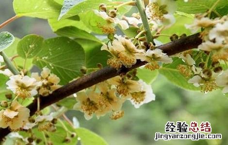 猕猴桃各个阶段管理要点 猕猴桃各个阶段管理要点是什么