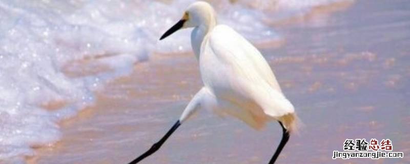 白鹭的眼睛有什么特别 白鹭的眼睑是什么颜色