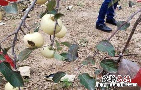 苹果摘袋方法及注意事项 苹果摘袋方法及注意事项图片