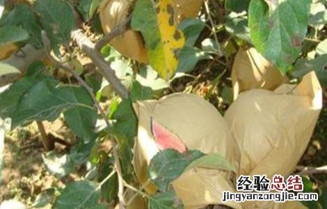 苹果摘袋方法及注意事项 苹果摘袋方法及注意事项图片