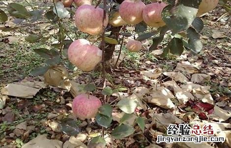 苹果摘袋方法及注意事项 苹果摘袋方法及注意事项图片