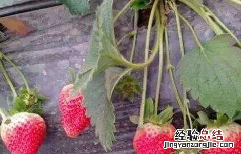 草莓异常果发生原因及防止措施 草莓畸形果的防治措施包括