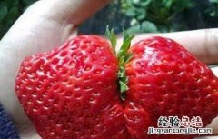 草莓异常果发生原因及防止措施 草莓畸形果的防治措施包括