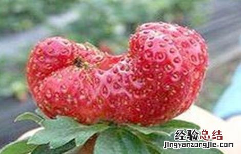 草莓异常果发生原因及防止措施 草莓畸形果的防治措施包括