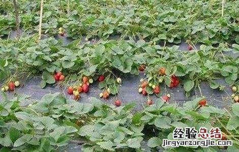 草莓异常果发生原因及防止措施 草莓畸形果的防治措施包括
