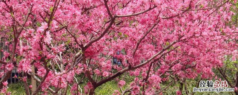 桃树底肥用什么肥 桃树一般用什么肥料