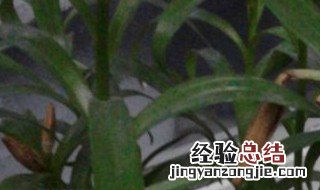 百合花很久没开怎么回事 百合花一直不开