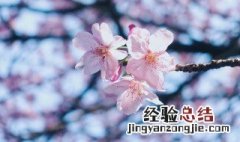 冬天形容屋里春暖花开的句子唯美 冬天形容屋里春暖花开的句子