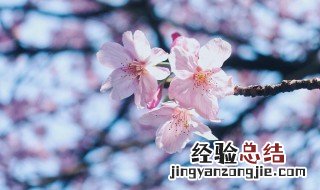 冬天形容屋里春暖花开的句子唯美 冬天形容屋里春暖花开的句子