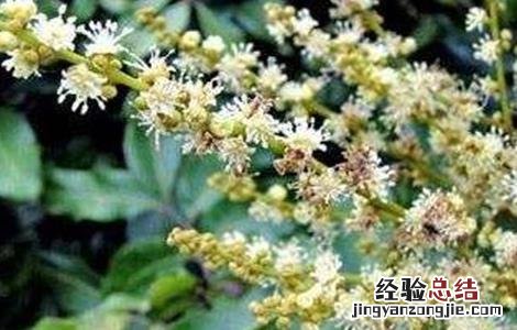 龙眼的种植和管理技术 龙眼种植技术与管理