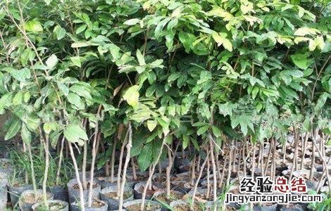 龙眼的种植和管理技术 龙眼种植技术与管理