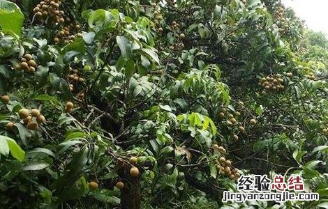 龙眼的种植和管理技术 龙眼种植技术与管理